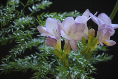 Close-up of purple flowering plants