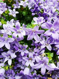 Close-up of purple flowers blooming outdoors