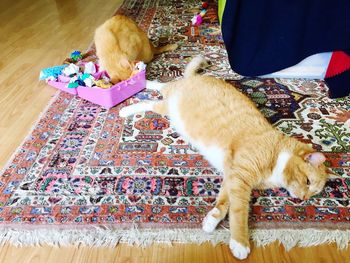 High angle view of cat sitting on carpet