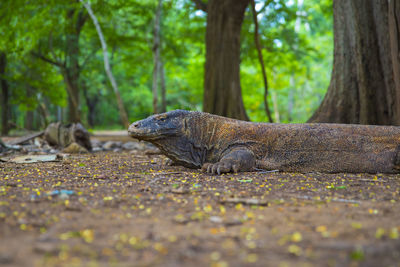 Portrait of a lizard on land