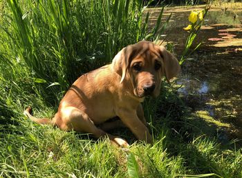 Portrait of dog relaxing in grass