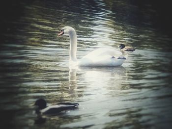 Swans swimming in lake