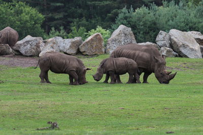 Elephants on grass