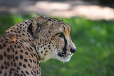 Close-up of a cat looking away