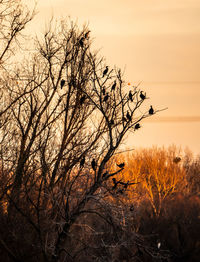 Silhouette bare tree on field against sky at sunset