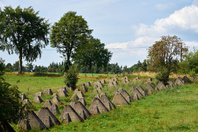 Trees on field against sky