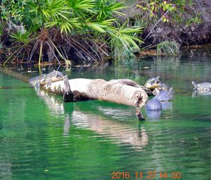 Ducks in lake