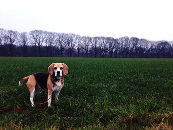 Dog on grassy field