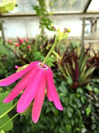 Close-up of butterfly on pink flower