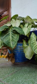 High angle view of leaves on table