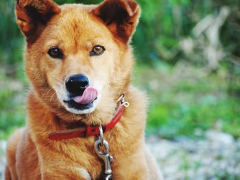 Close-up portrait of dog sticking out tongue