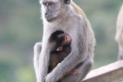 Close-up of monkey against blurred background