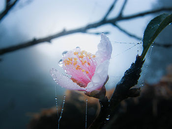 Close-up of raindrops on pink flower