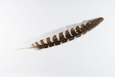 High angle view of insect on white background