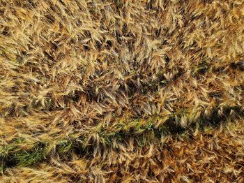 Full frame shot of crops on field