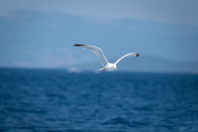 Seagull flying over sea against sky