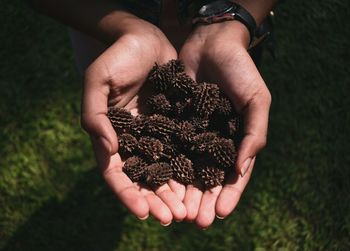 Cropped hands of person holding pine cones