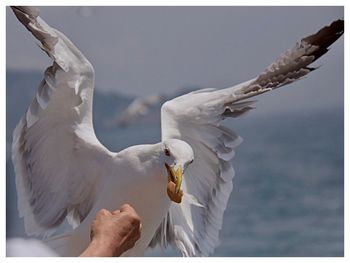 Cropped hand by seagull in mid-air