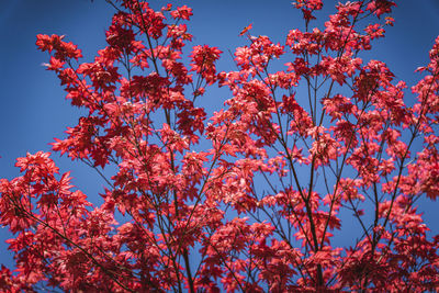 Low angle view of yellow flowering plants against sky