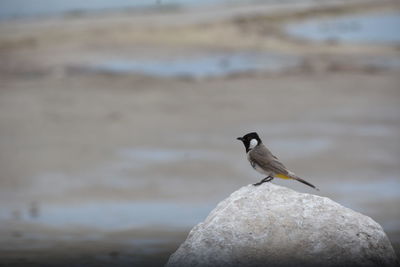 Bird perching on rock