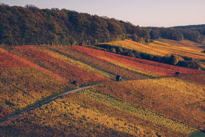 Scenic view of vineyard during autumn, heilbronn, germany