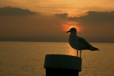 Bird on beach against sky during sunset