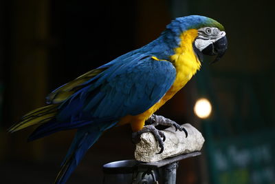 Macaw looking away perching on wood against black background