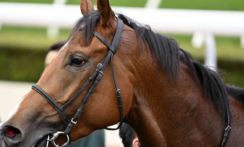 Close-up of horse standing outdoors