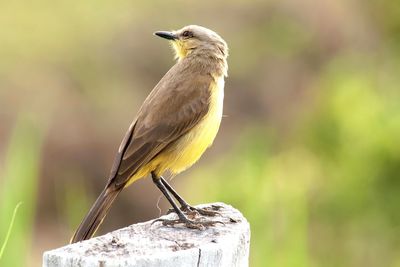 Close-up of bird perching on wood