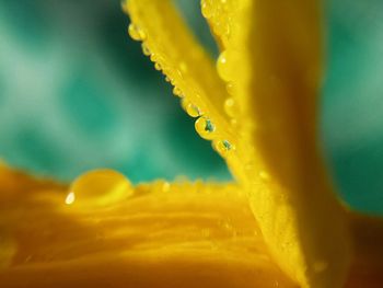 Close-up of flower against blurred background