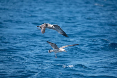 Seagulls flying over sea