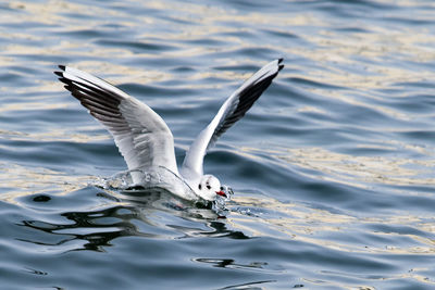 Seagulls flying over lake