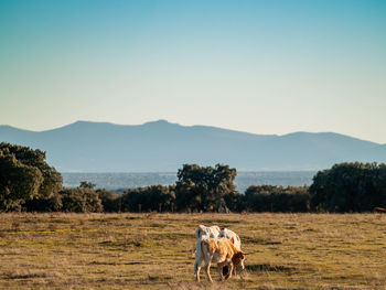 Horse in a field