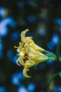 Close-up of yellow flowers