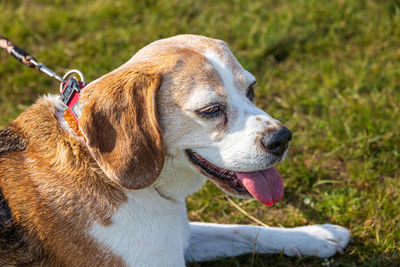 Close-up of dog