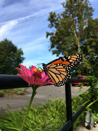 Close-up of butterfly pollinating on pink flower