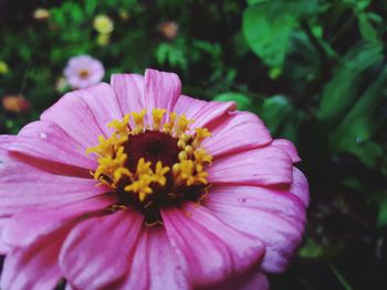 Close-up of pink flower blooming outdoors