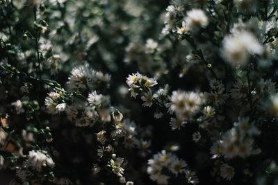 Close-up of white flowers