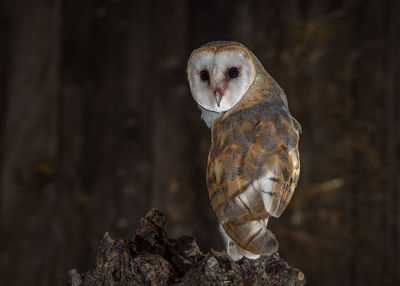 Close-up of owl perching on wood