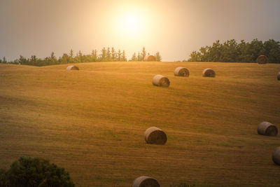 Hay bales on field