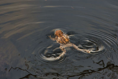 water