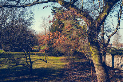 Trees in forest during autumn