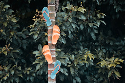Flip-flops hanging on pole against plants