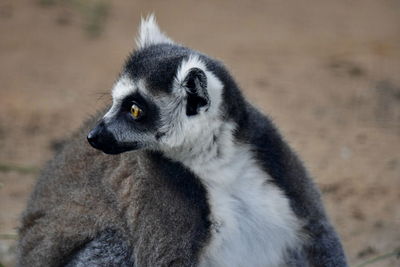 Close-up of dog looking away in zoo