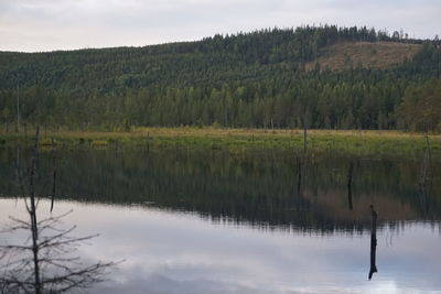 Scenic view of lake in forest