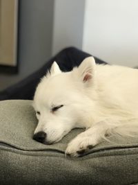 Close-up of dog resting on sofa at home