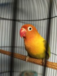 Close-up of parrot in cage