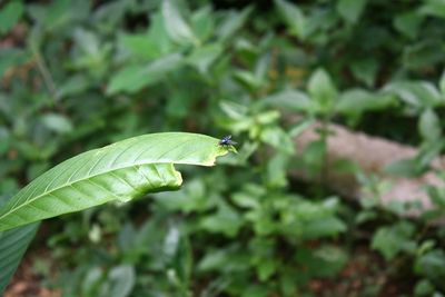 Close-up of insect on plant
