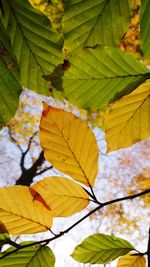 Close-up of yellow maple leaves on branch