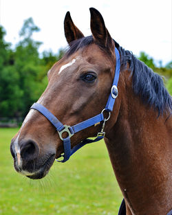 Close-up of horse on field